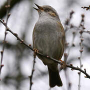 Dunnock