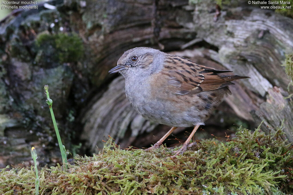 Dunnockadult, identification, Behaviour