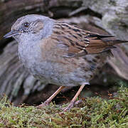 Dunnock