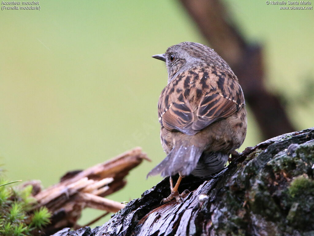 Dunnockadult, identification, camouflage