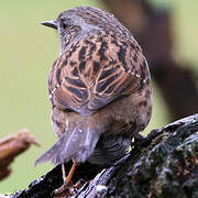 Dunnock