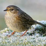 Dunnock