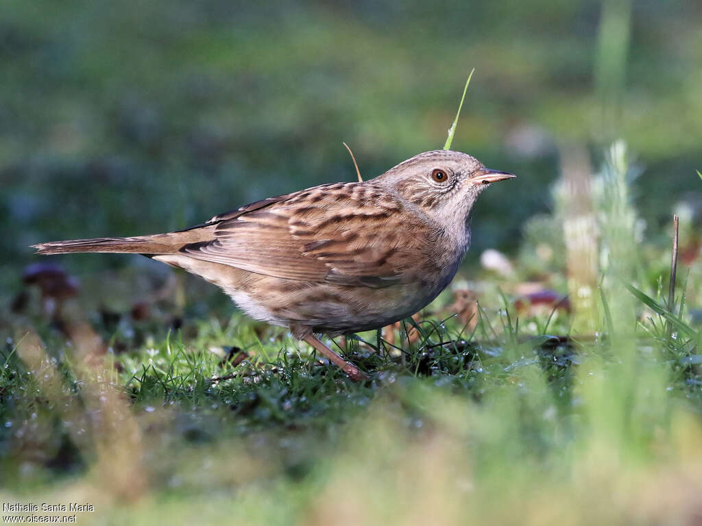 Accenteur mouchetadulte, identification