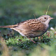 Dunnock