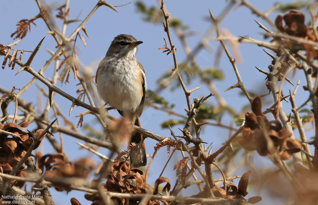 Agrobate à dos rouxadulte, identification