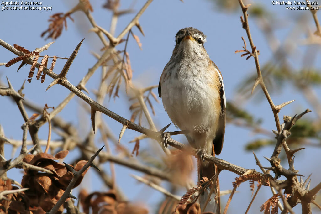 White-browed Scrub Robinadult, identification