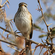 White-browed Scrub Robin