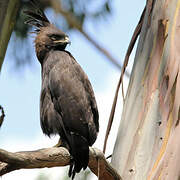 Long-crested Eagle