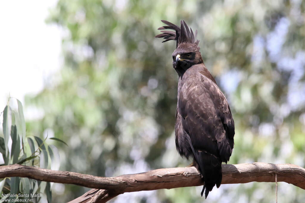 Long-crested Eagleadult, identification, Behaviour