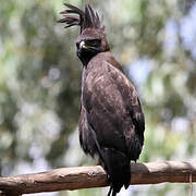 Long-crested Eagle