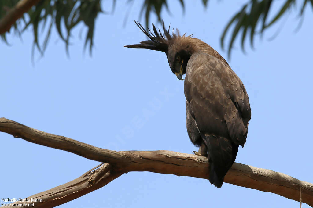 Long-crested Eagleadult, identification, habitat, Behaviour