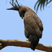 Long-crested Eagle