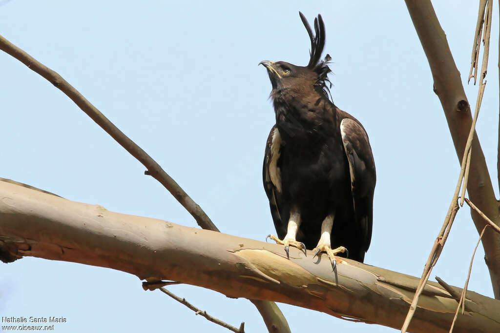 Aigle huppardadulte, identification, habitat, Comportement