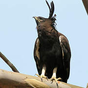 Long-crested Eagle