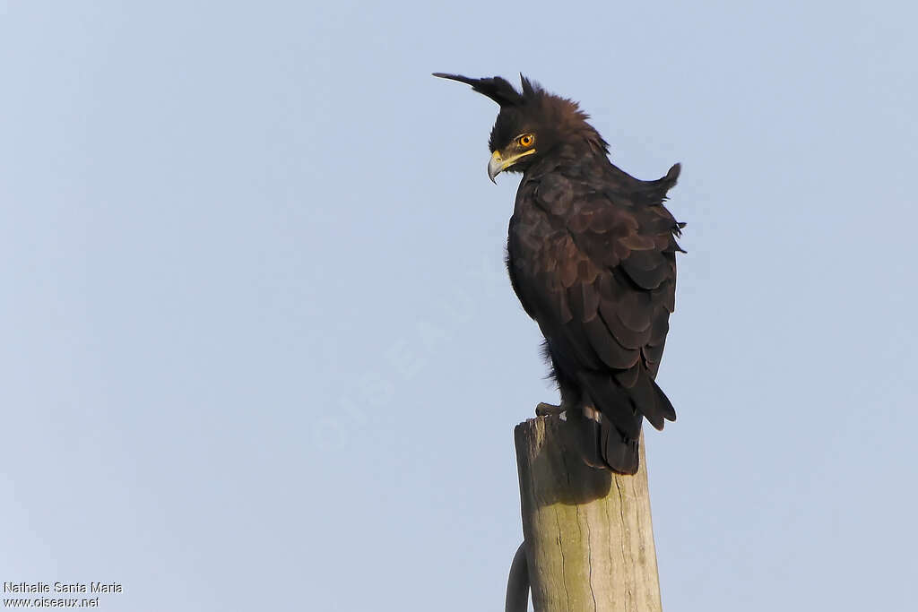 Long-crested Eagleadult, identification