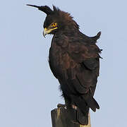 Long-crested Eagle