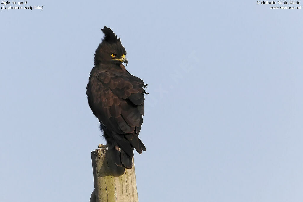 Aigle huppardadulte, identification