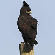 Long-crested Eagle