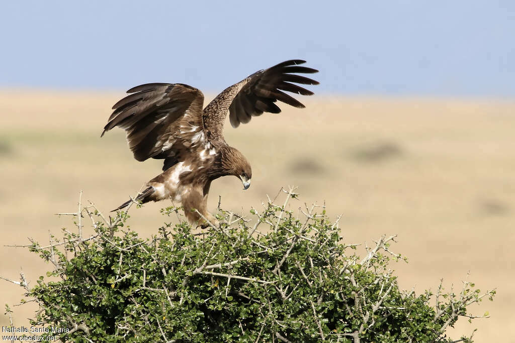 Aigle ravisseuradulte, identification, habitat, Comportement