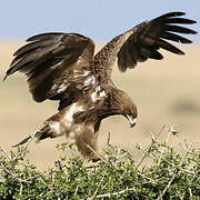 Tawny Eagle