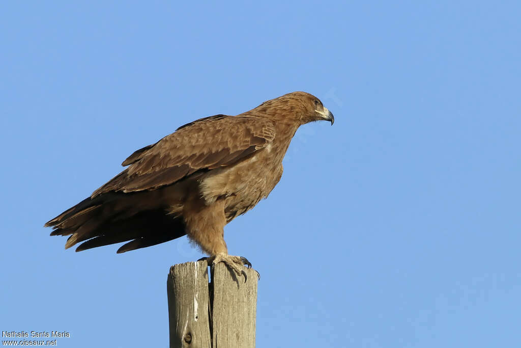 Aigle ravisseuradulte, identification, habitat