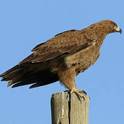 Tawny Eagle