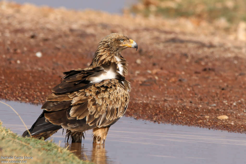 Tawny Eagleimmature, identification, Behaviour