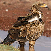 Tawny Eagle