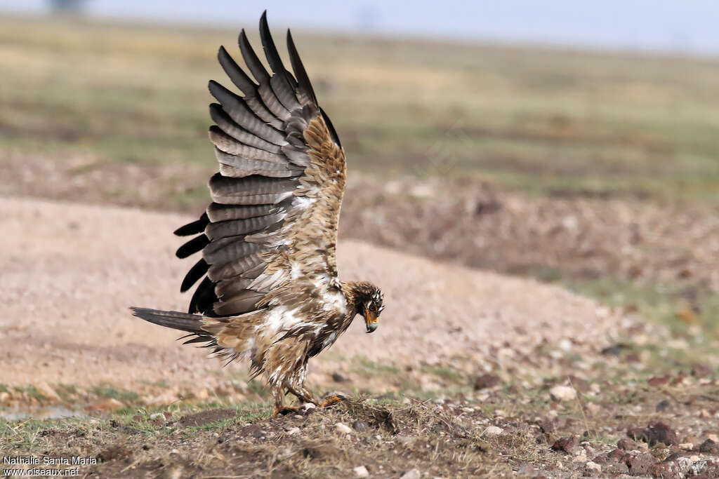 Tawny Eagleimmature, identification, care, Behaviour