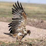 Tawny Eagle