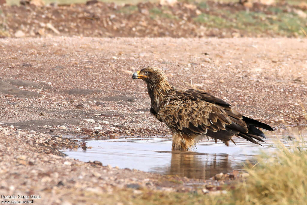 Aigle ravisseurimmature, identification, habitat, soins