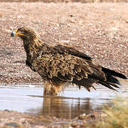 Tawny Eagle