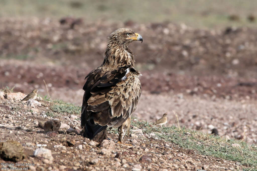 Aigle ravisseurimmature, identification, habitat, Comportement