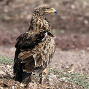 Tawny Eagle