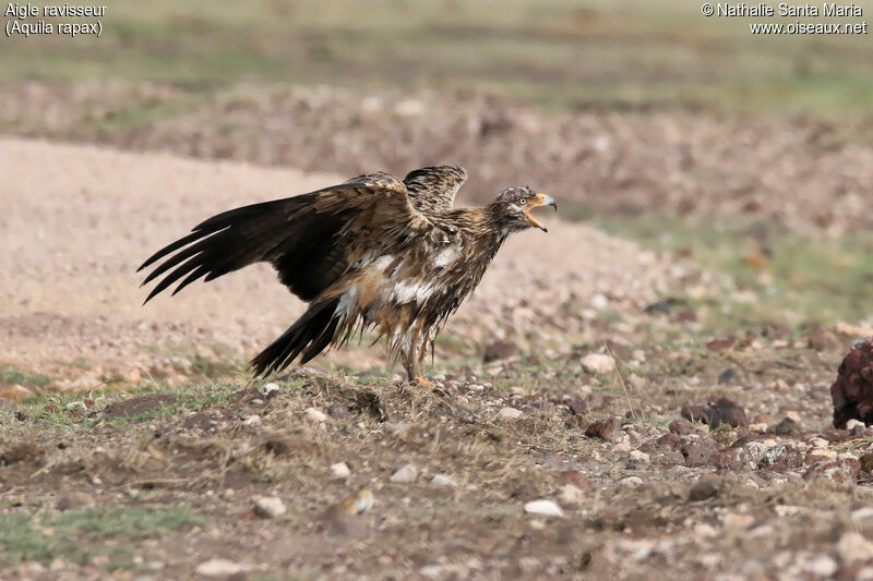 Tawny Eagleimmature, identification, habitat, Behaviour