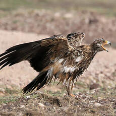 Aigle ravisseur