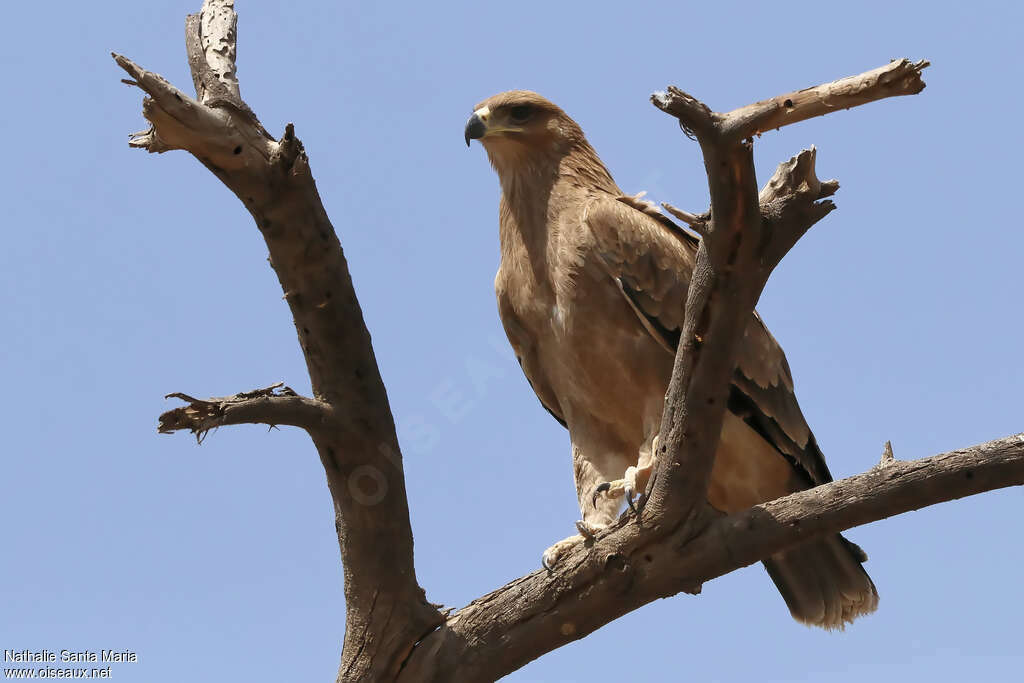 Tawny Eagleadult, identification, habitat