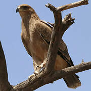 Tawny Eagle