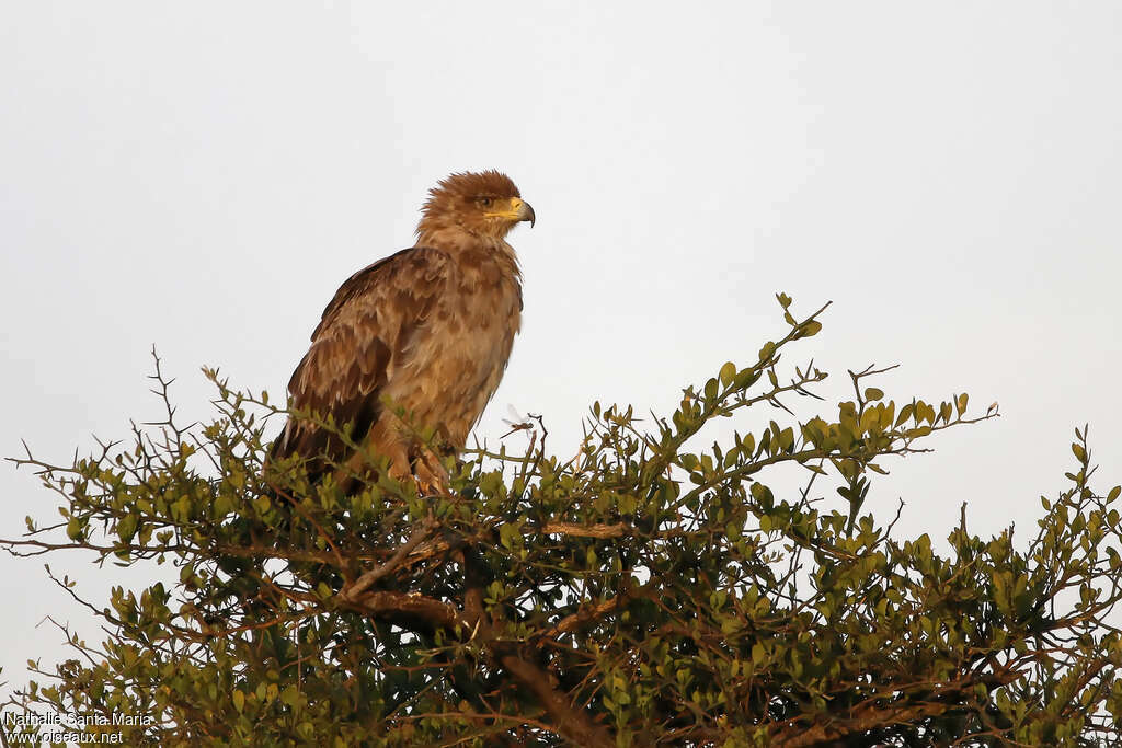 Tawny Eagleadult, identification, Behaviour