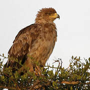 Tawny Eagle