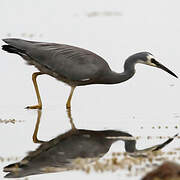 White-faced Heron