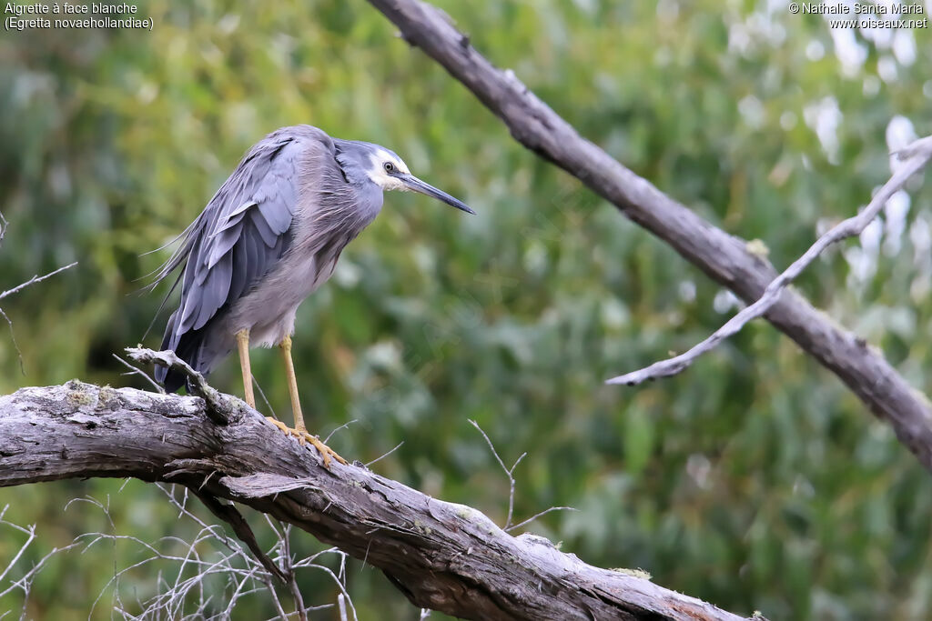 White-faced Heronadult, identification