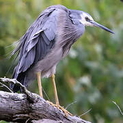 White-faced Heron