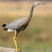 White-faced Heron