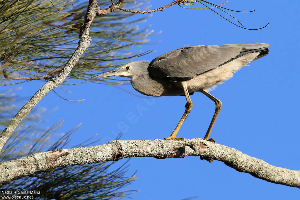 White-faced Heronimmature, identification