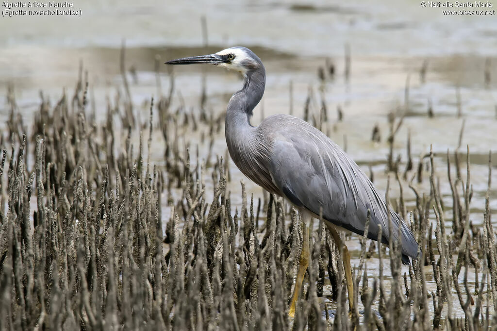 Aigrette à face blancheadulte, identification, marche