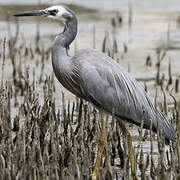 White-faced Heron