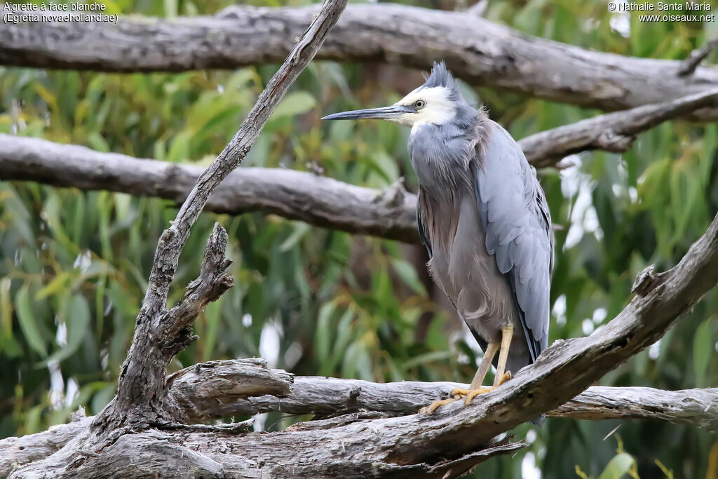 White-faced Heronadult, identification