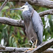 Aigrette à face blanche