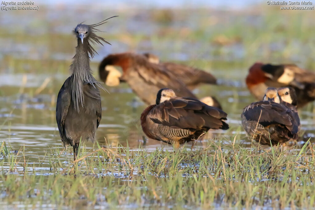 Black Heronadult, identification, walking
